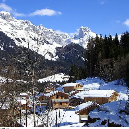 Holiday Alpenrose *